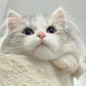 Profilbild von 犯困小猫