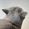 Zesty's profile picture