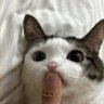 Profilbild von shibal annyeong