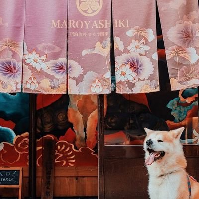 まろや四季の中の人【ほぼ犬】's profile picture
