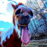 Snow Shoe's profile picture