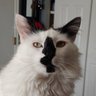 Profilbild von Jasper the Cat