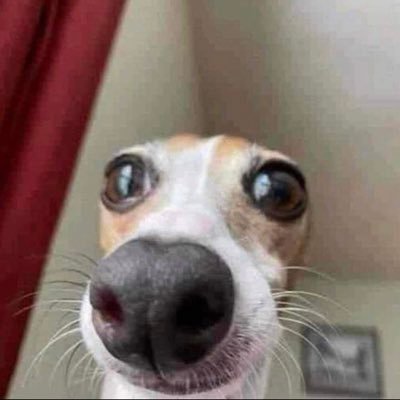 팡머's profile picture