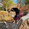 rurusama🐕 profil fotoğrafı