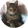 Profilbild von El Gato llorón.