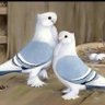 Profilbild von الحوت alhoot996