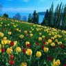🌼 profil fotoğrafı