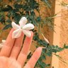ياسمين الشام profil fotoğrafı