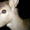 fawn⌖'s profile picture