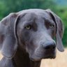 Profilbild von Grey Dog
