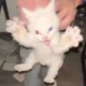 Tipo profil fotoğrafı