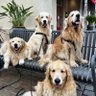 Profilbild von HereForTheDogs