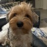 Christopher Brunette's profile picture