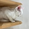 Profilbild von 猫猫最可爱