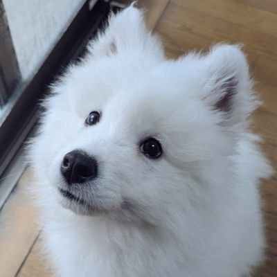 サモエド☆さだはる's profile picture