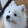 サモエド☆さだはる's profile picture
