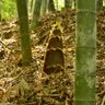 Фото профиля ミスタータケノコ