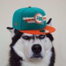 Profilbild von Tua’s #1 defender