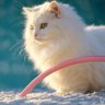 キャット・トレーニング🫧's profile picture