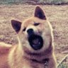 くまなみ街道👛's profile picture