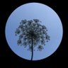 NİZAMİİ ALEM's profile picture
