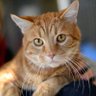 Фото профиля JimmyCat