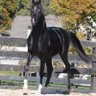 Фото профиля Black Horse
