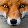 Fox profil fotoğrafı