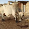 أبو خضر profil fotoğrafı