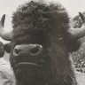 Profilbild von CFP Bison Backer Top 3 in nation by the end