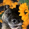 Profilbild von MorgantownMax