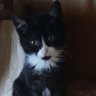 Profilbild von zoki bc