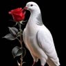Seif allslam's profile picture