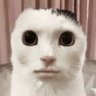 Kitty 的头像