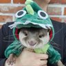 ✎Lontrosa♈︎❥❖ 🦦🦦's profile picture