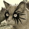 purrity's profile picture
