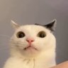 Profilbild von Nafri ๐ต๐ธ