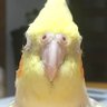 ふとゆびさん profil fotoğrafı