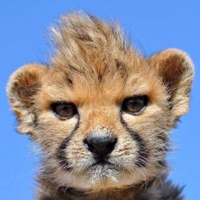 TrenchRaiderr's profile picture