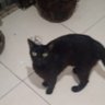 Фото профиля Preto franco forte