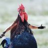The Judgemental Chicken profil fotoğrafı