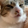 ムキムキ小麦's profile picture