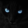 Nocturnal Aj (✸,✸) profil fotoğrafı
