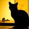Фото профиля たまちゃん🐈⬛