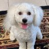 Profilbild von FL White Dog🇺🇸
