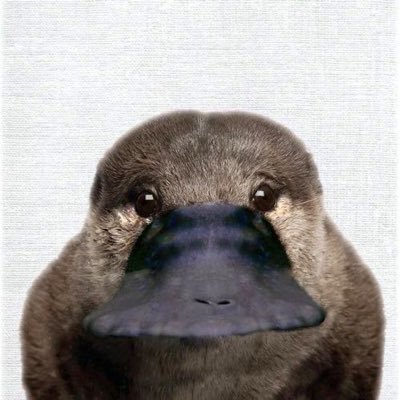 低速の一般人's profile picture