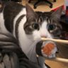 Anastasiia's profile picture
