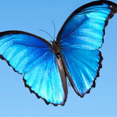 BlueSkyAmb's profile picture
