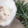 Sara profil fotoğrafı