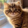 Фото профиля kucing random